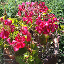 Geranium