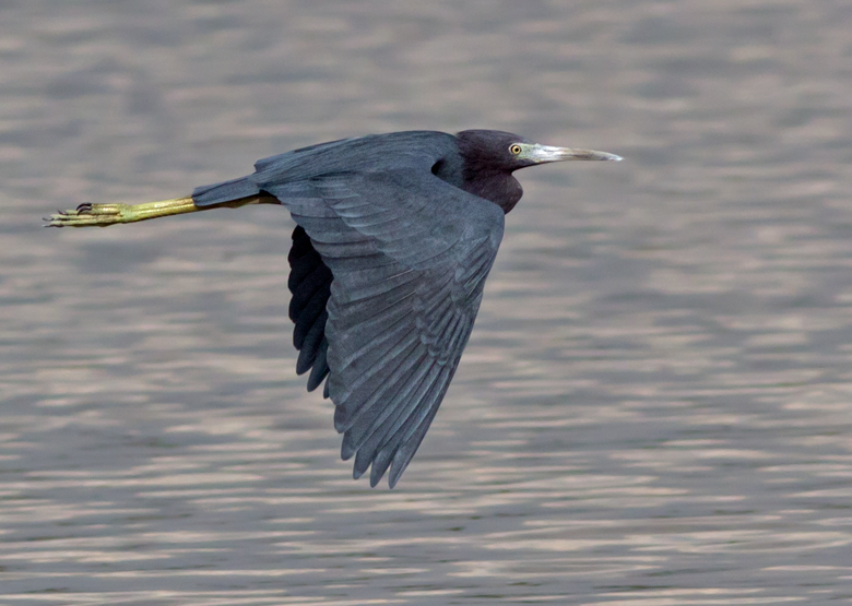 Little Blue Heron