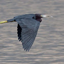 Little Blue Heron