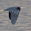 Little Blue Heron