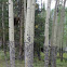 Aspen