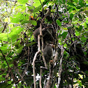 Eastern woolly lemur
