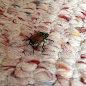 Japanese Beetle