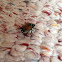 Japanese Beetle