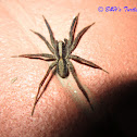 Wolf Spider