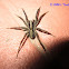 Wolf Spider