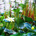 Lotus Lily