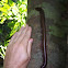 giant millipede
