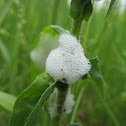 Spittlebug