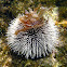 West Indian Sea Egg