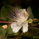 Caper