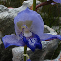 Blue Disa