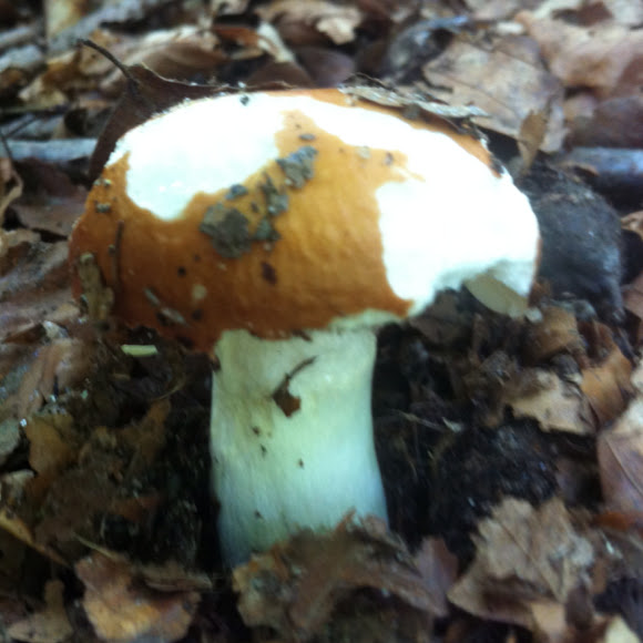 Spotting Image 1