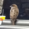 Unknown spotting