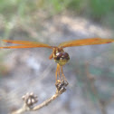 Eastern Amberwing