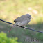 Jungle Babbler