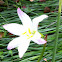 Rain Lily