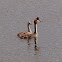 Great Crested Grebe