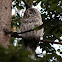 Ural Owl