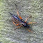 Sawfly