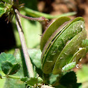 caracolillo