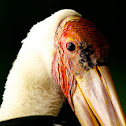 Painted Stork