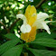 Lollipop plant