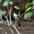 White-eared Bulbul