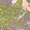Moss