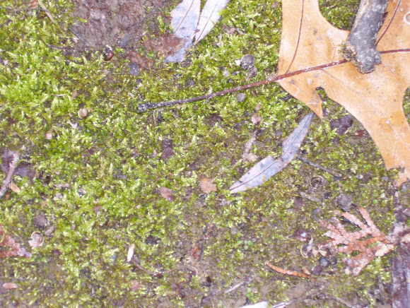 Spotting Image 1
