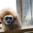 Lar Gibbon