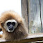 Lar Gibbon
