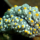 Nudibranch