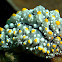 Nudibranch