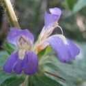 Kulekharha, Talmakhna (Beng.), Star thorn(Eng.).