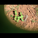 Cucumber