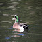 American Widgeon