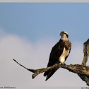 Osprey