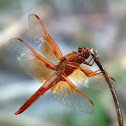 Needham's Skimmer