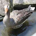 Greylag Goose