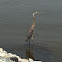 Great blue heron juvenille
