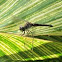 Blue Dasher 