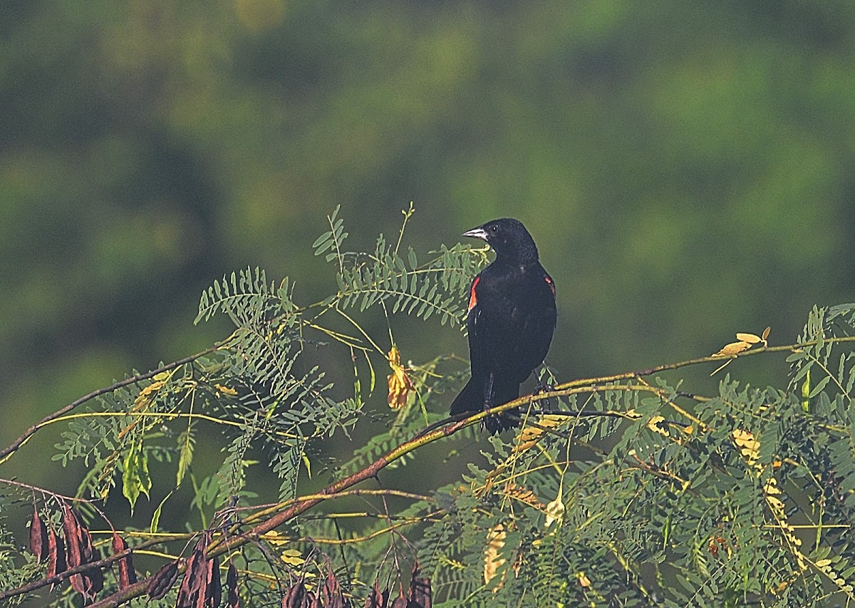 redwing blackbird