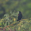 redwing blackbird