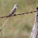 Tijereta rosada o Tijerillo