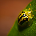 Green tortoise beetle