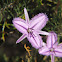 Fringe Lily