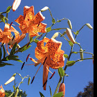 Tiger lily