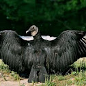 Black Vulture