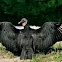 Black Vulture